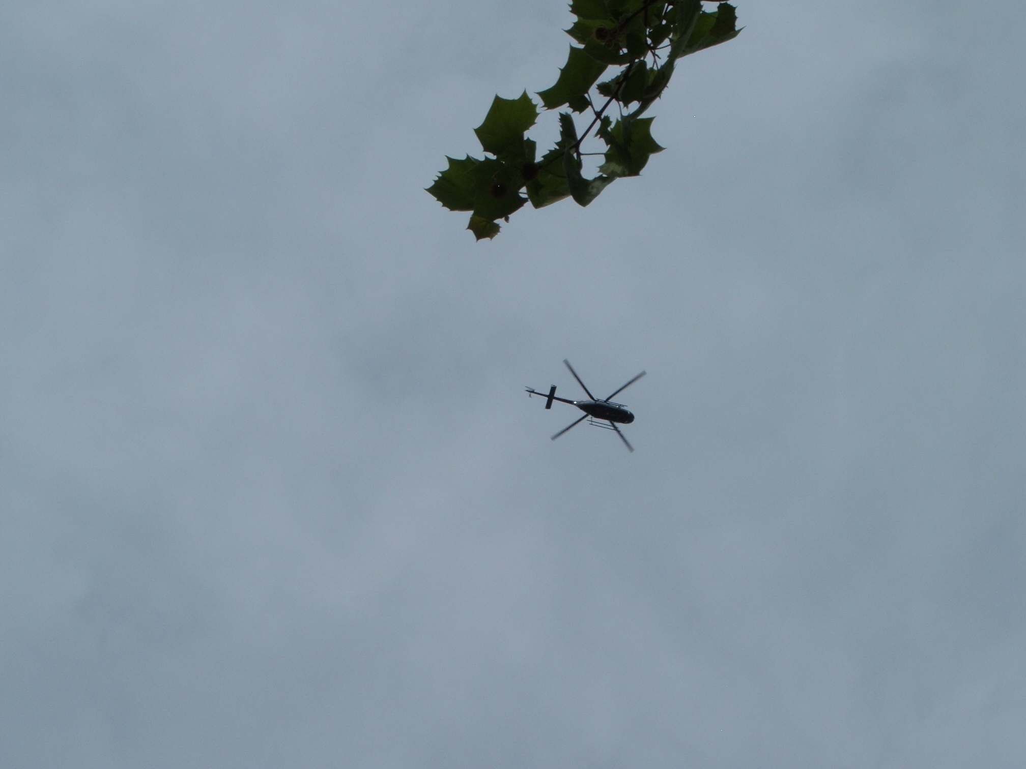 A Indiana State Police helicoptor seen from below (under a tree branch) against a cloudy sky.